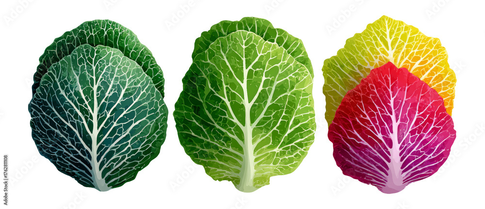 Obraz premium Array of Colorful Cabbage Leaves on Transparent Background