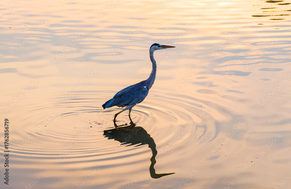 Fototapeta premium Gray heron,Wildlife in natural habitat in sunset