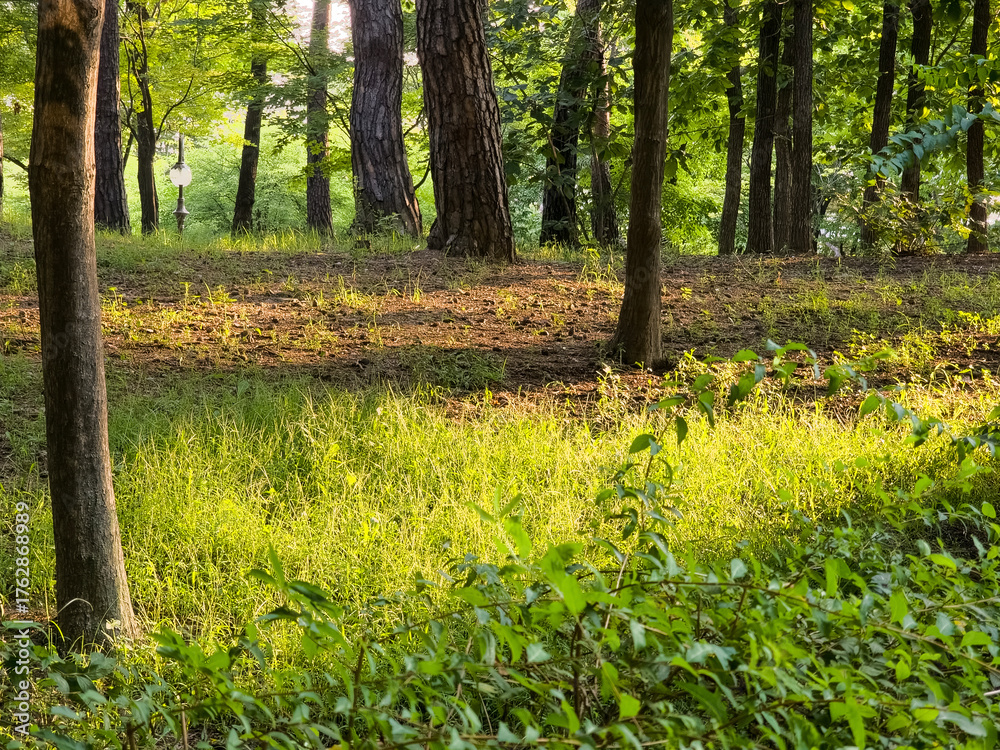 Fototapeta premium Sunlight filtering through forest trees over fresh green grass