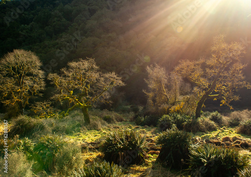 Strange lights on a mossy forest in Haast Pass New Zealand