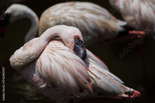 Lesser Flamingo Tucking Head Into Feathers in Soft Light