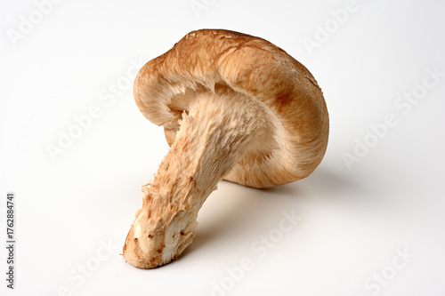 新鮮なしいたけ01