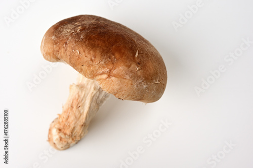 新鮮なしいたけ02