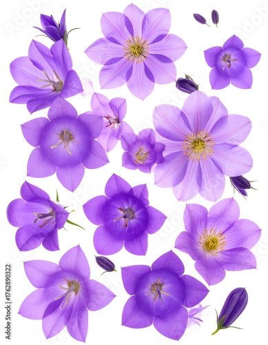 Purple bell flowers, isolated on white