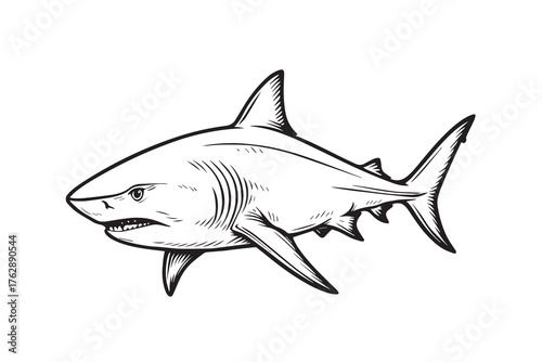 Stylish monochrome vector artwork featuring a bull shark species, drawn with clean outlines to show its balance of elegance, force, and raw marine beauty.