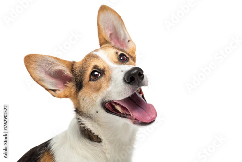 funny dog with big smile isolated on transparent background v