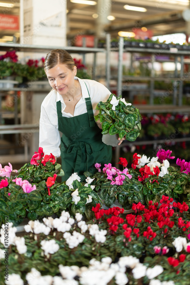 Fototapeta premium Female employee of a flower greenhouse tends to cyclamen flowers