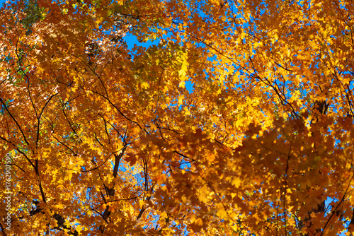 Nature fall weather. Seasonal forest. Natural fallen leaves. Autumnal leaves on tree. Autumnal season nature. Bright color fall. Nature photography. Autumn season. Fall leaves change color