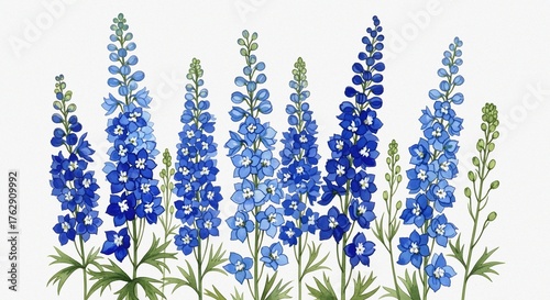 Fine Art Composition Featuring Blue Delphinium and Larkspur Flowers in Watercolor on White Background