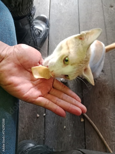 rat in the hands of the child