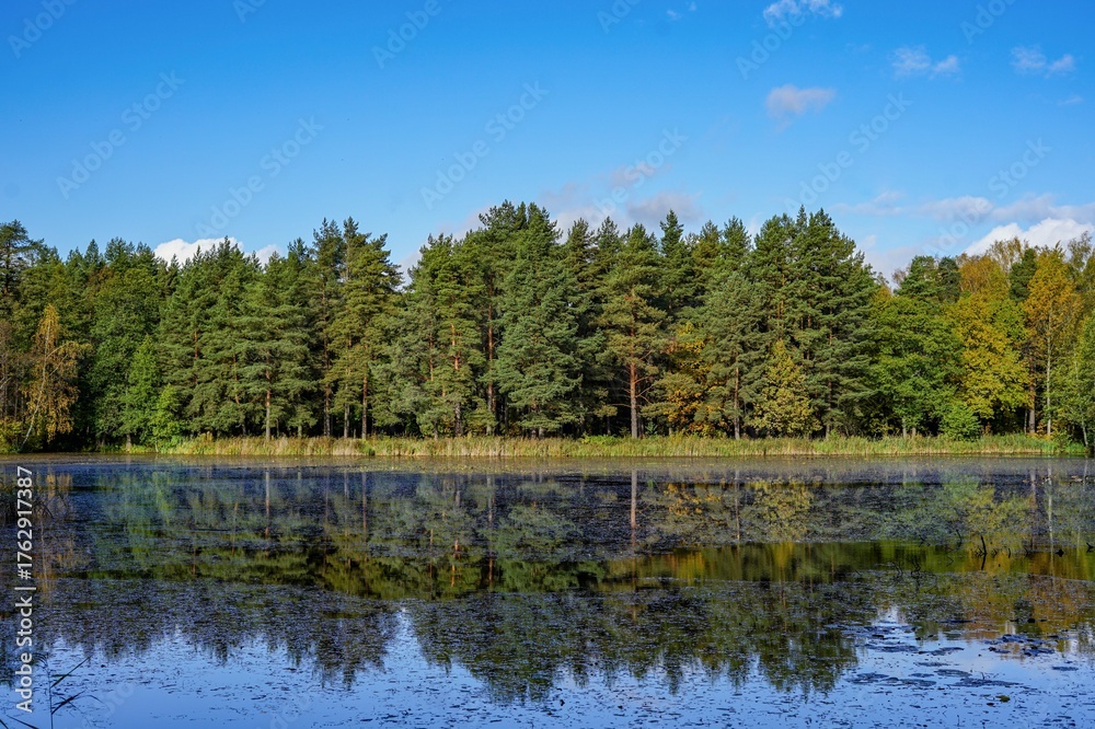 Obraz premium A forest reflected in a calm lake