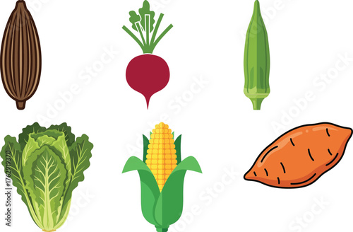 Flat illustration of six different vegetables including corn beet okra sweet potato and lettuce vector