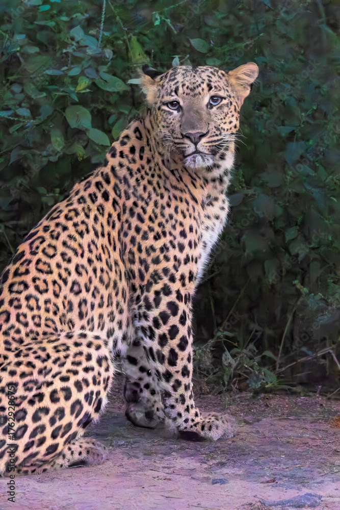 Obraz premium portrait of a leopard Portrait shot of leopard in natural habitat