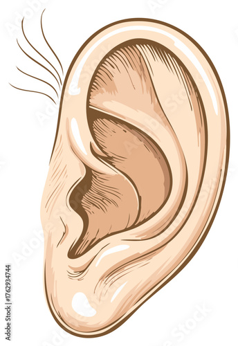Detailed illustration of a human ear with highlights and shadow lines