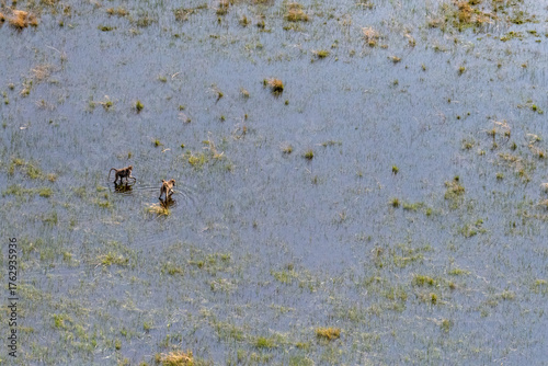 Aerial Telephoto shot of a young Baboon family, Father, Mother and young, wading through the Okavango Delta Wetlands. Botswana.