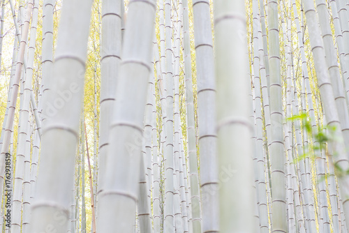 密集する新緑の竹林