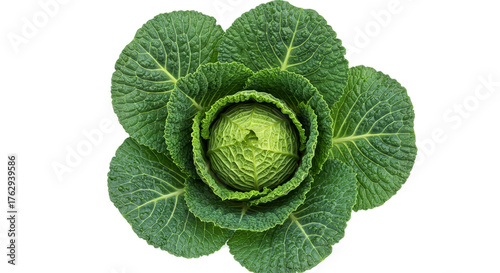Fresh Green Cabbage Head Close Up With Water Droplets Top View Isolated