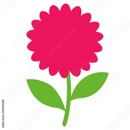 Tableau sur toile barberton flower isolated on white background
