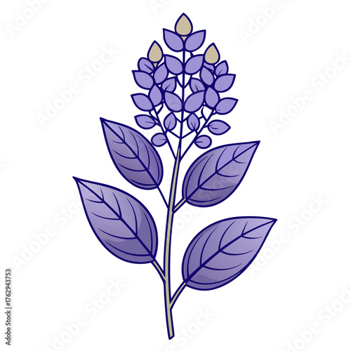  delta blues vitex flower  line rat on white background