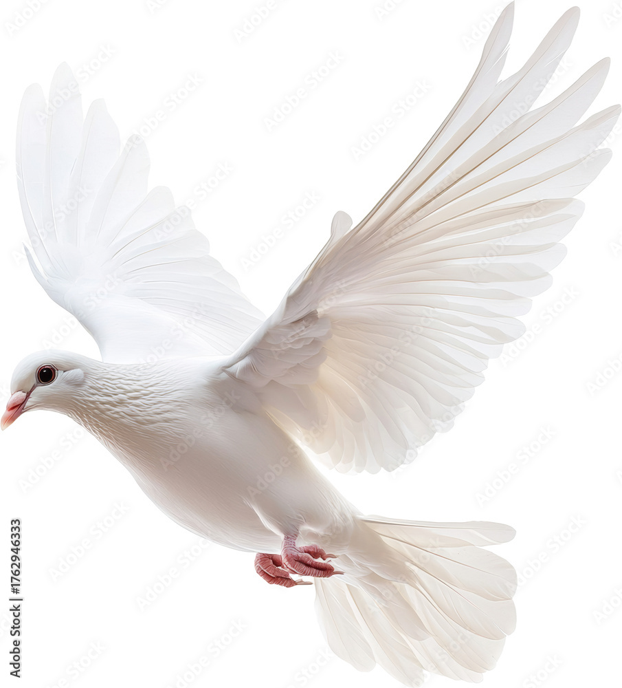 Obraz premium white dove flying