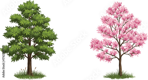 Spring blossom tree, summer green tree, seasonal contrast, botanical diversity, nature illustration, flat vector drawing, isolated on white background