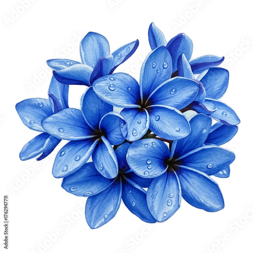 Blue Frangipani Flowers With Water Drops On A Soft Blue Background