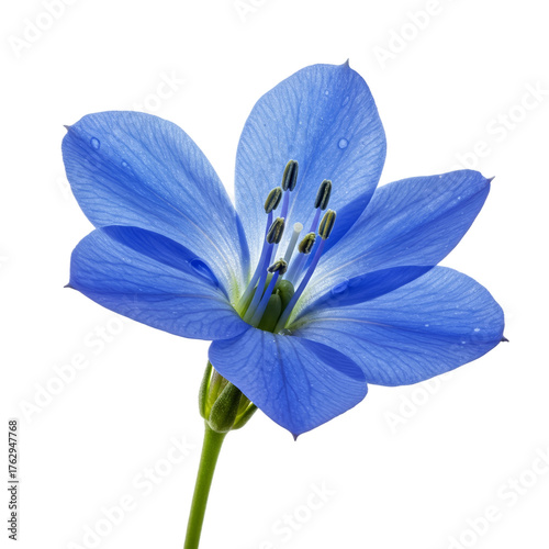 Blue Geranium Flower Macro Blue Background Soft Light Dew Drops