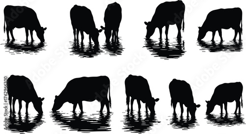 Silhouette cows standing near water with reflections, grazing, drinking, peaceful rural farm animals, black vector illustration for nature design