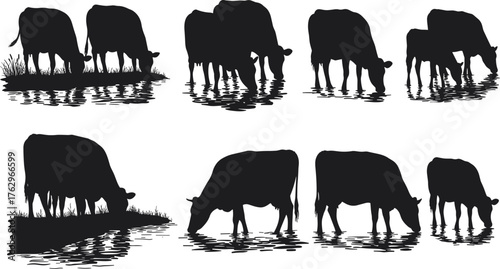 Silhouette of cows standing and drinking water at pond with reflections, rural livestock scene, peaceful countryside farm animals vector illustration