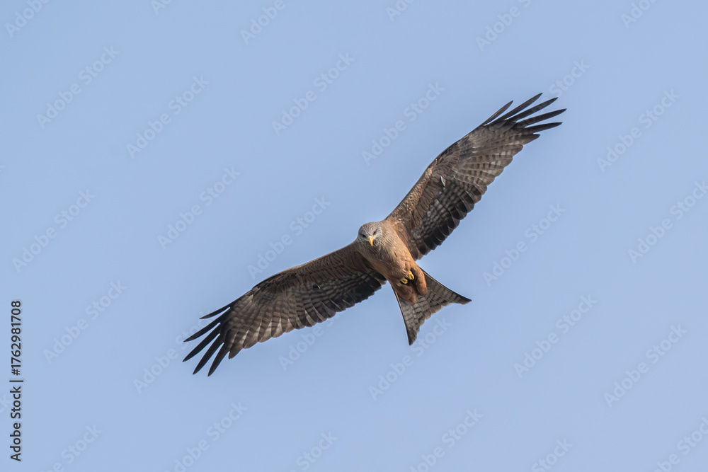 Obraz premium Black Kite in Flight South Africa