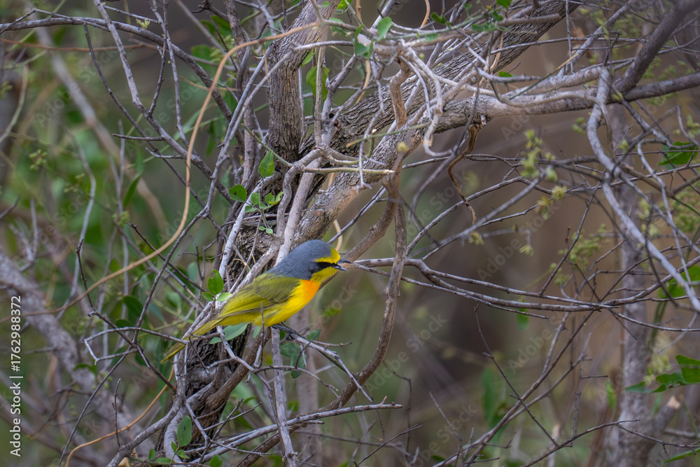 Obraz premium Orange breasted bush Shrike - south africa