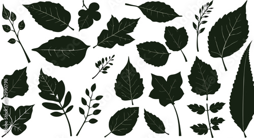 Tree leaf of many type isolate white background