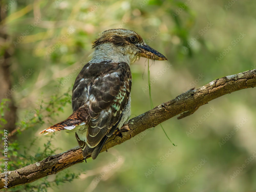 Naklejka premium Feeding Kookaburra On Dead Branch