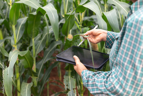Cuadro en lienzo Close-up of farmer using digital tablet to check damaged corn leaves in smart agriculture field, precision farming, crop monitoring, pest control technology concept