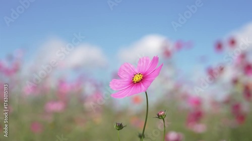 青空と風に揺れる満開のコスモスの花