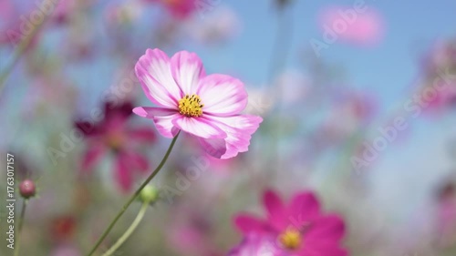 青空と風に揺れる満開のコスモスの花