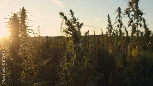 Field landscape with cannabis, used for medical treatment of fatal diseases like cancer, smoking for fun causing addiction, and for industrial use like constructions, textile production, insulation.