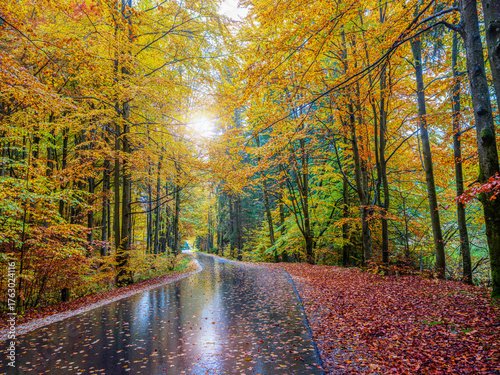 Las po deszczu. Jesienne kolory lasów bukowych. © Janusz Lipiński