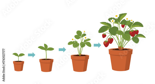 Illustration showing the growth stages of a strawberry plant in a pot from seed to fruit bearing .