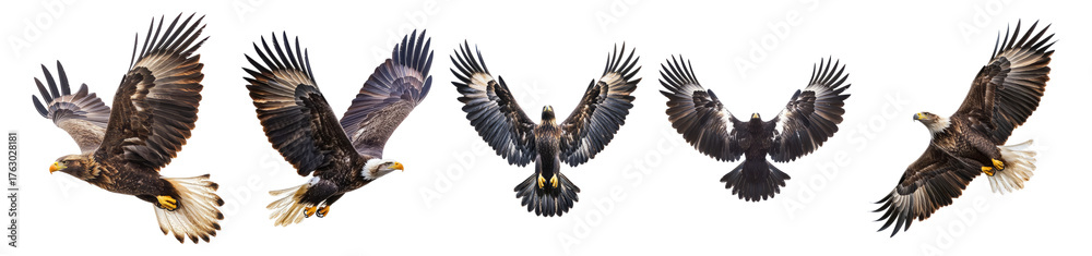 Obraz premium Majestic Eagles in Various Flying Positions Against White Background, Isolated on Transparent, white background