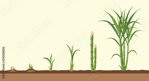 Illustration showing the growth stages of sugarcane from initial cut to full plant development .
