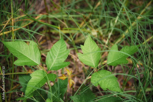 Toxic Poison Ivy plant (Toxicodendron radicans) with pointed leaflets in groups of three. 