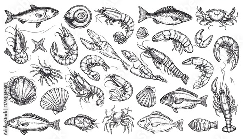 Seafood illustrations
