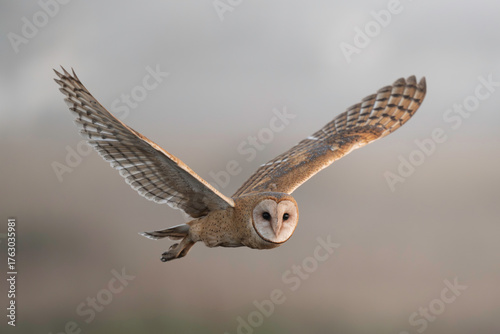 American Barn Owl (Tyto alba) is a silent predator of the night world