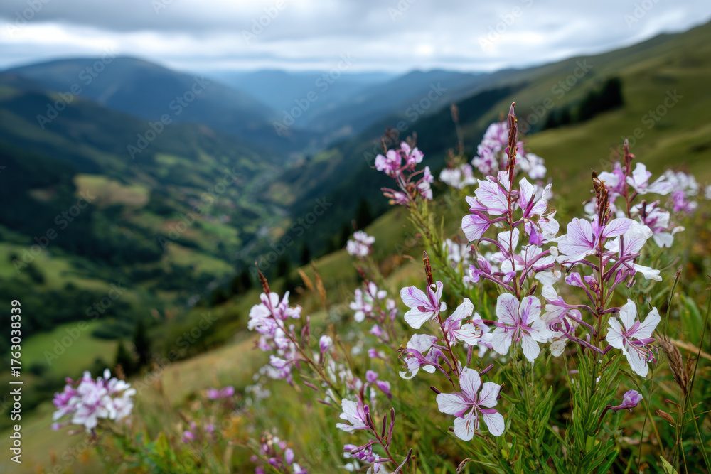 Obraz premium Wildflowers blooming in a green mountain valley