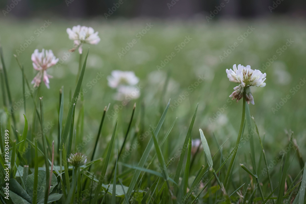 Obraz premium White clover in Great Falls Park