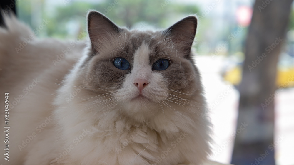 Obraz premium 렉돌 고양이