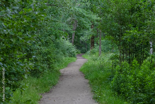 Forest landscape: a sandy path among green bushes and trees in the forest