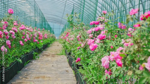 Wallpaper Mural Artificially planted roses in greenhouses Torontodigital.ca