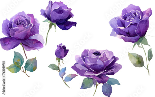 set of violet flowers isolated